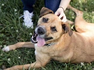 Shepradors Dogs for adoption in Lawrence, KS, USA
