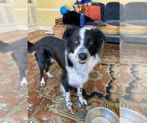 Border Collie Dogs for adoption in Palo Alto, CA, USA