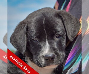 American Bulldog-Chocolate Labrador retriever Mix Dogs for adoption in Huntley, IL, USA