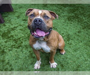 Medium Photo #1 Mutt Puppy For Sale in Pasadena, CA, USA