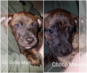 Medium Photo #1 Australian Shepherd-Chihuahua Mix Puppy For Sale in Pottstown, PA, USA