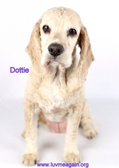 Cocker Spaniel Dogs for adoption in Bloomington, MN, USA