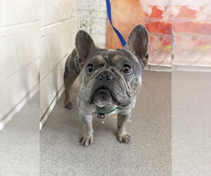 French Bulldog Dogs for adoption in San Bernardino, CA, USA