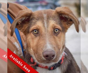 Australian Shepherd-Unknown Mix Dogs for adoption in Huntley, IL, USA