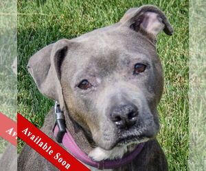 American Staffordshire Terrier-Bulldog Mix Dogs for adoption in Huntley, IL, USA