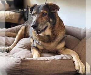 Mutt Dogs for adoption in St. Cloud, MN, USA