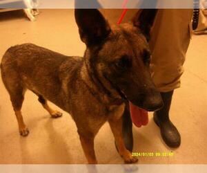 Mutt Dogs for adoption in Sanford, FL, USA