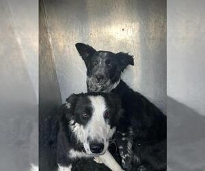 Border Collie Dogs for adoption in West Valley, UT, USA