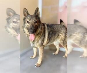German Shepherd Dog Dogs for adoption in Riverside, CA, USA