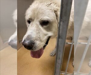 Great Pyrenees Dogs for adoption in Martinez, CA, USA