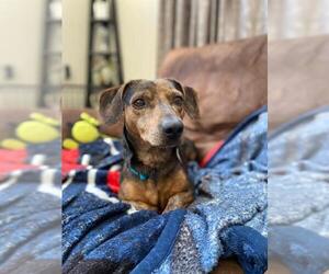 Dachshund-Unknown Mix Dogs for adoption in Staunton, VA, USA