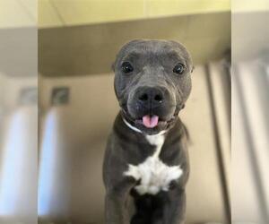 American Pit Bull Terrier Dogs for adoption in Riverside, CA, USA