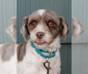 Havanese Dogs for adoption in Mankato, MN, USA