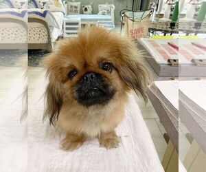 Pekingese Dogs for adoption in Benton, LA, USA