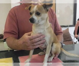 Chihuahua-Unknown Mix Dogs for adoption in Oroville, CA, USA