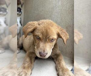 Chow Chow-Unknown Mix Dogs for adoption in Oklahoma City, OK, USA