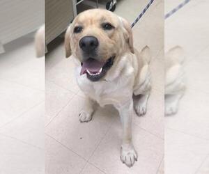 Labrador Retriever Dogs for adoption in Candler, NC, USA