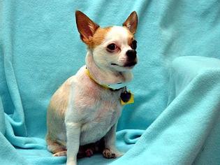 Chihuahua Dogs for adoption in McKenna, WA, USA