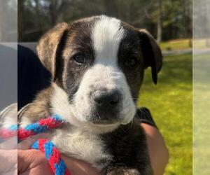 Labrador Retriever-Unknown Mix Dogs for adoption in Yardley, PA, USA