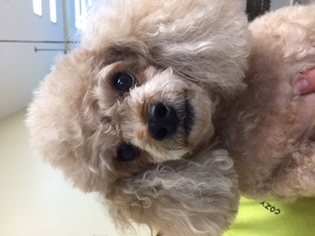 Poodle (Toy) Dogs for adoption in Crownsville, MD, USA