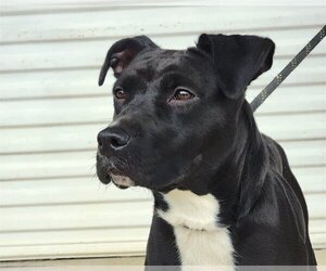 Boxador Dogs for adoption in Anniston, AL, USA