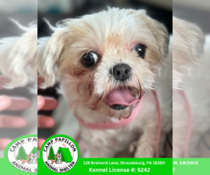 Shih Tzu-Unknown Mix Dogs for adoption in Stroudsburg, PA, USA