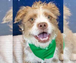 Mutt Dogs for adoption in Kennesaw, GA, USA