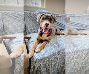 Mountain Cur-Unknown Mix Dogs for adoption in Rockaway, NJ, USA