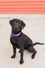 Small Labrador Retriever