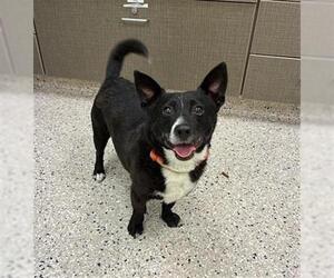 Chihuahua-Unknown Mix Dogs for adoption in Brighton, CO, USA
