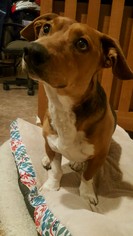 Bagle Hound Dogs for adoption in Albuquerque, NM, USA