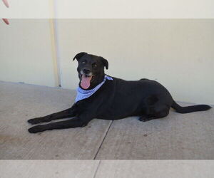 Labrador Retriever-Unknown Mix Dogs for adoption in McKinney, TX, USA