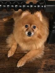 Medium Photo #1 Pomeranian Puppy For Sale in Dallas, TX, USA