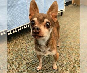 Chihuahua Dogs for adoption in Lindon, UT, USA