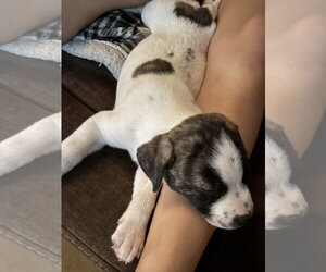 American Bulldog-Anatolian Shepherd Mix Dogs for adoption in Royal Palm Beach, FL, USA