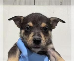 Huskies -Unknown Mix Dogs for adoption in Bakersfield, CA, USA