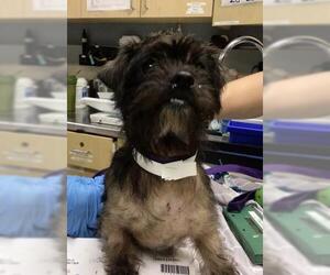 Mutt Dogs for adoption in Riverside, CA, USA