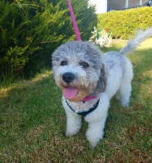 Poodle (Miniature) Dogs for adoption in Lake Elsinore, CA, USA