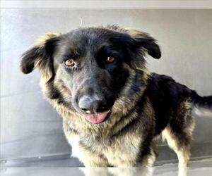 German Shepherd Dog-Unknown Mix Dogs for adoption in San Bernardino, CA, USA