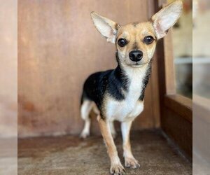 Chihuahua Dogs for adoption in Fredericksburg, TX, USA