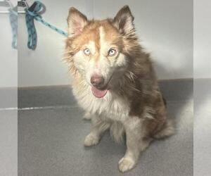 Siberian Husky Dogs for adoption in Rancho Cucamonga, CA, USA