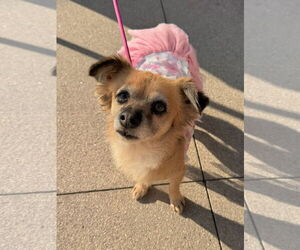 Chion Dogs for adoption in Newport Beach, CA, USA