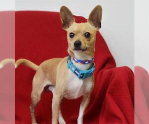 Chihuahua Dogs for adoption in Jackson, CA, USA