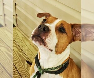 American Pit Bull Terrier-Unknown Mix Dogs for adoption in Thomasville, NC, USA