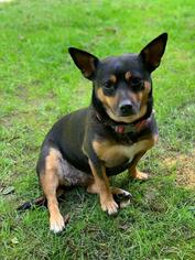 Miniature Pinscher-Unknown Mix Dogs for adoption in Los Angeles, CA, USA