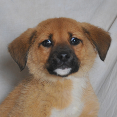 Chow Chow-Unknown Mix Dogs for adoption in Danville, KY, USA