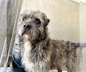 Cairn Terrier-Unknown Mix Dogs for adoption in San Bernardino, CA, USA