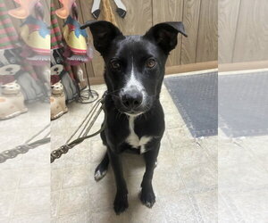 Mutt Dogs for adoption in Rockaway, NJ, USA