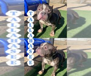 Mutt Dogs for adoption in HESPERIA, CA, USA