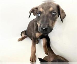 German Shepherd Dog-Rhodesian Ridgeback Mix Dogs for adoption in Houston, TX, USA